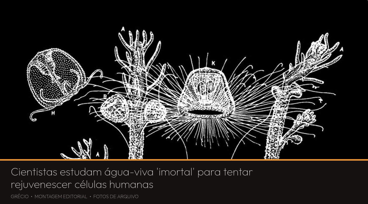 Ilustração científica antiga de arquivo, em traço branco sobre fundo preto, mostrando o ciclo de vida da água-viva Turritopsis, com colônias de pólipos ramificados e medusas em diferentes estágios