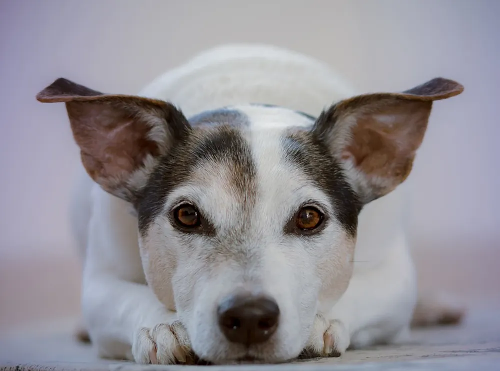 Por que cachorros comem o próprio vômito e quando isso vira motivo de alerta