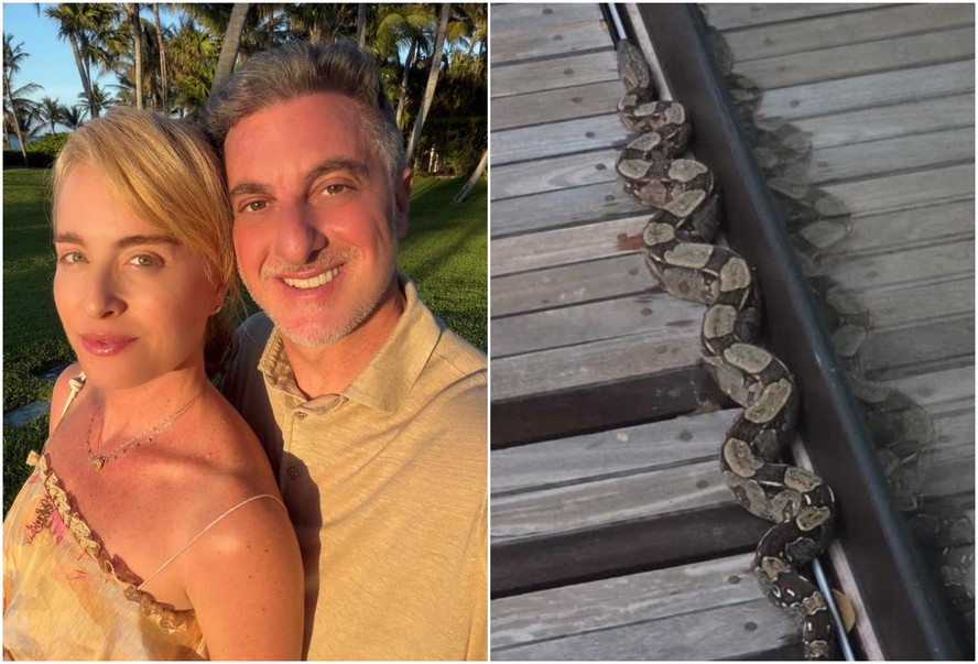Luciano Huck encontra cobra em sua mansão no Rio: "Não foi convidada"